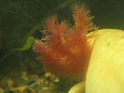 Kieme von Ambystoma mexicanum (Axolotl)